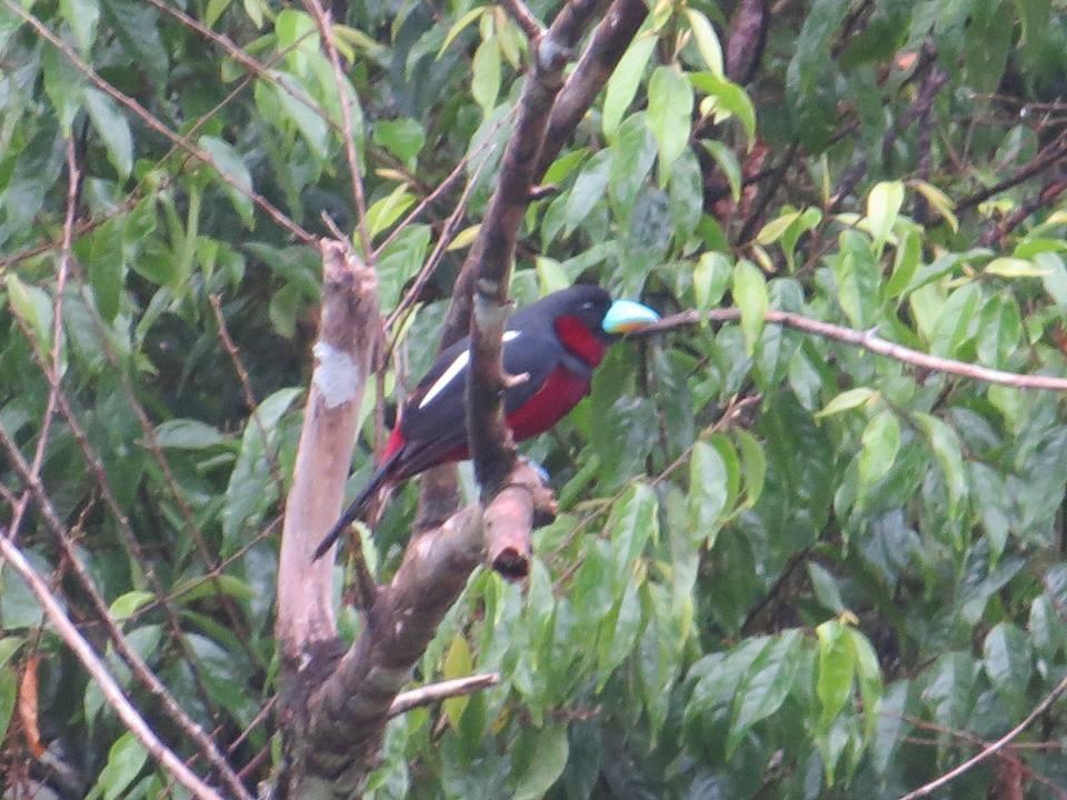 Batu Kapal Jungle Houses Hotel Berastagi Zewnętrze zdjęcie