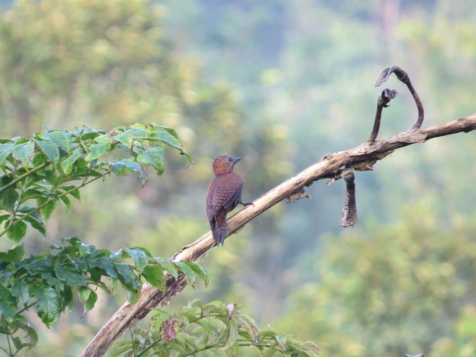 Batu Kapal Jungle Houses Hotel Berastagi Zewnętrze zdjęcie