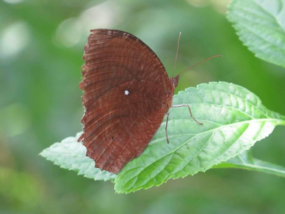 Batu Kapal Jungle Houses Hotel Berastagi Zewnętrze zdjęcie