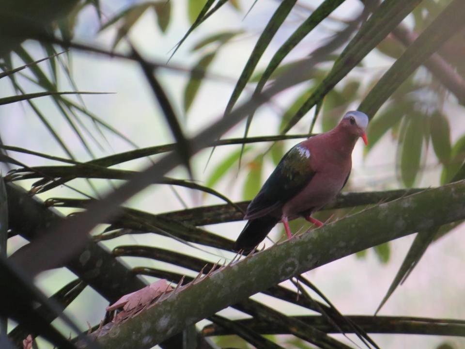 Batu Kapal Jungle Houses Hotel Berastagi Zewnętrze zdjęcie