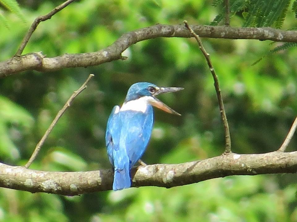 Batu Kapal Jungle Houses Hotel Berastagi Zewnętrze zdjęcie